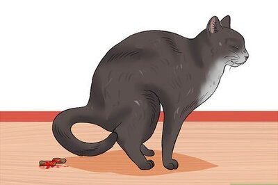 How to Diagnose Feline Panleukopenia (Distemper)