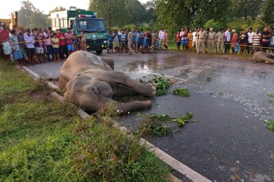 Wildlife Experts Concerned over Safety of Elephants in Odisha after 3 Tuskers Killed by Speeding Vehicles