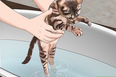 How to Fumigate for Fleas