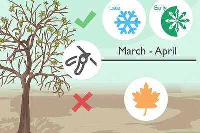 How to Prune an Apple Tree to Grow Better Fruit