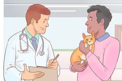 How to Help a Cat That Is Dragging Its Rear Legs