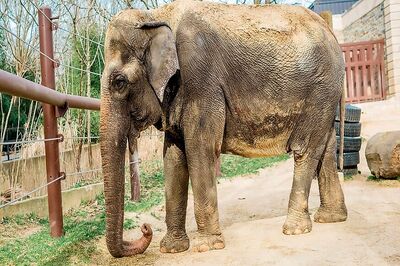 72-year-old Elephant, Gifted to US by India, Euthanised at Washington Zoo