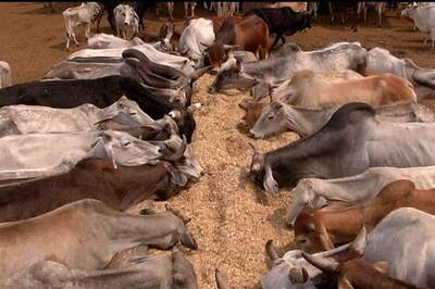 J&K High Court disposes off petition on beef ban