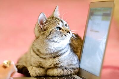 Watching cat videos online good for emotional health: Study