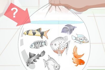 How to Purchase a New Aquarium