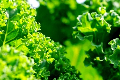 Boosting Immunity To Strengthening Bones, Benefits Of Eating Kale