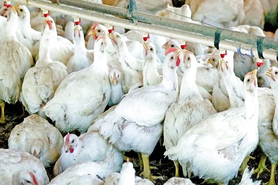 Can Chicken Curry Give You Bird Flu? No, Says Expert