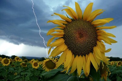 Festival showcases art, craft from North East states