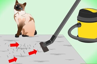 How to Clean Up Cat Hair