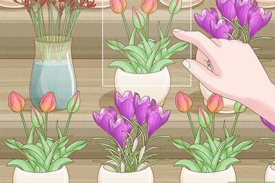 How to Take Care of Fresh Tulips in a Vase