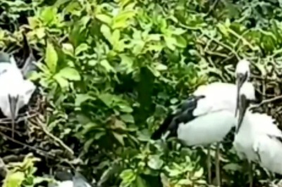 Cormorants, Night Herons And Storks Arrive At West Bengal's Kulik Bird Sanctuary