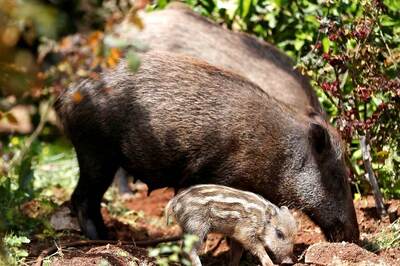'Will Do More Harm than Good': Centre Rejects Kerala's Request Seeking Permission to Cull Wild Boars