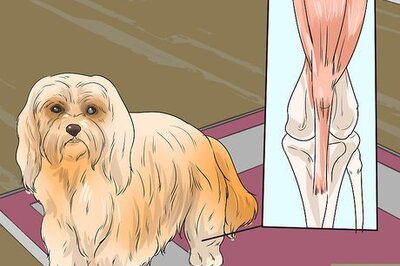 How to Diagnose Patellar Luxation in Shih Tzus