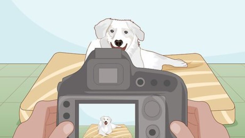 How to Take Great Photos of Your Dog