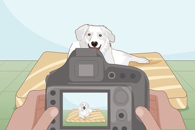 How to Take Great Photos of Your Dog