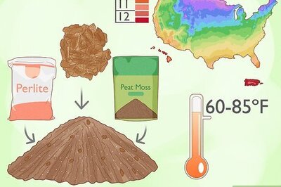 How to Grow Anthurium Plants