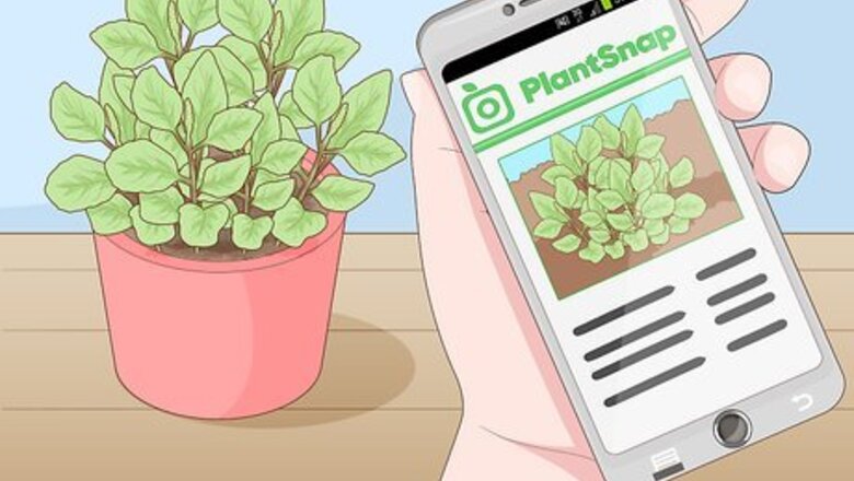 How to Use Medicinal Plants for Good Health