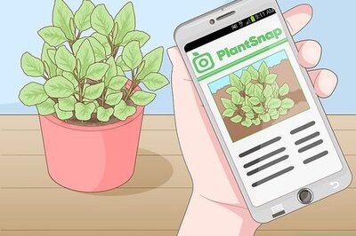 How to Use Medicinal Plants for Good Health