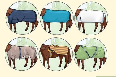 How to Take off a Horse Blanket