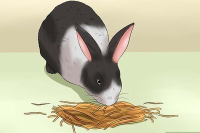 How to Feed a House Rabbit