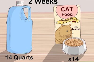 How to Make an Evacuation Kit for Your Cat