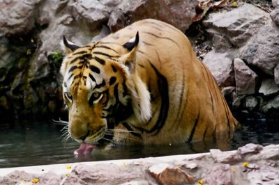 Tiger Population in India Increases, But Figures for Chhattisgarh and Odisha are Worrying