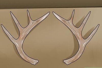 How to Score Mule Deer Antlers