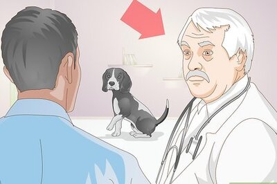 How to Rehabilitate Orthopedic Injuries in Dogs