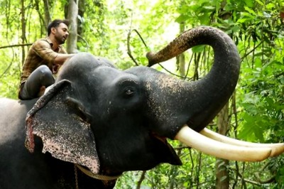 Haathi Mere Saathi: Pulkit Samrat Shares Trailer on World Wildlife Day