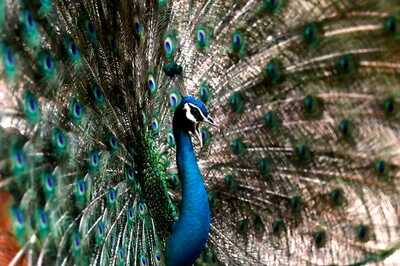 Days After Ex-judge's Peacock Comment, Raj Min Says Birds do Mate to Reproduce