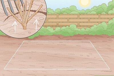 How to Replant a Rose
