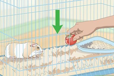 How to Catch a Guinea Pig