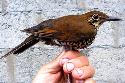 New species of bird discovered in Arunachal Pradesh