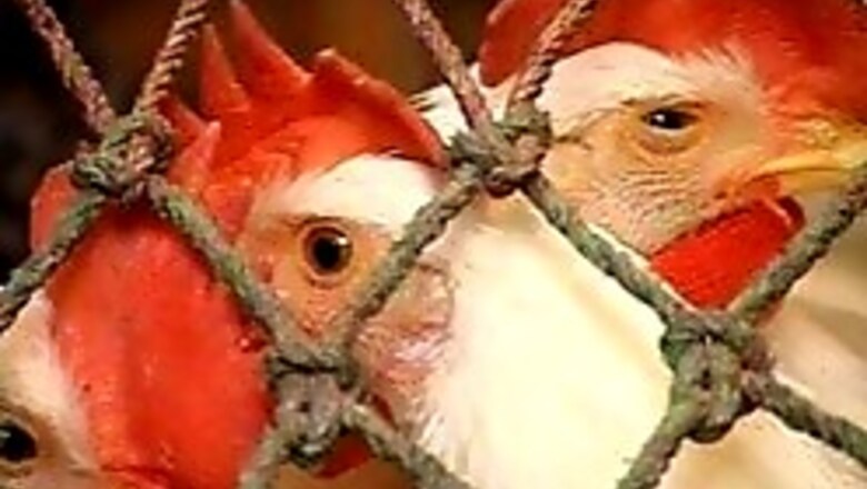 Bird flu panic hits Bhiwani district in Haryana