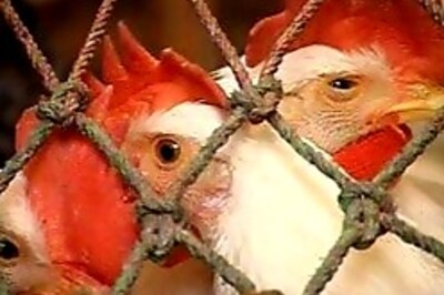 Bird flu panic hits Bhiwani district in Haryana