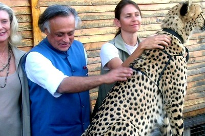 Congress Claims Credit for ‘Project Cheetah’, Says UPA Govt Greenlit Plan Prepared in 2008-09