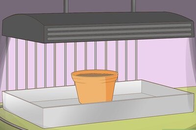 How to Care for a Goldfish Plant