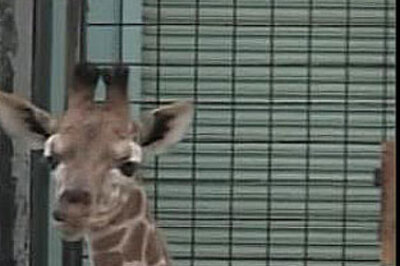 US zoo names a giraffe as Malia after Malia Obama