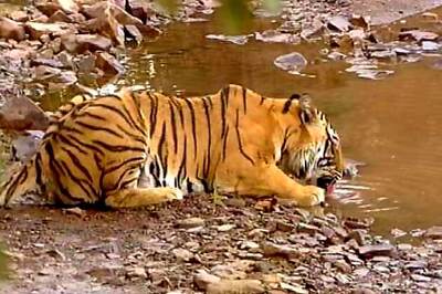 AP: Tiger Reserve to have 1200 km buffer zone