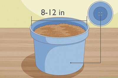 How to Grow Stargazer Lilies