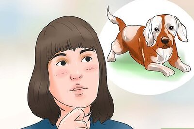 How to Take Care of a Beagle Puppy