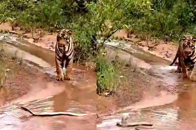 Watch: Thrilling Face-Off Between Tiger And Cobra In Maharashtra's Tadoba-Andhari Reserve