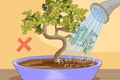 How to Save a Dying Bonsai Tree