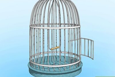 How to Look After Pet Birds