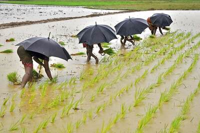 Crop sowing accelerates on surplus monsoon rains