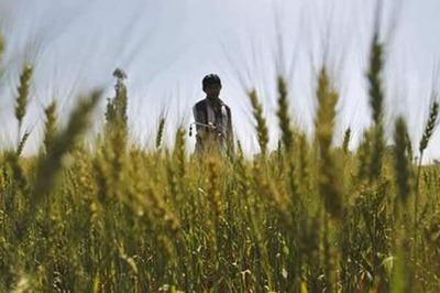 Boon for Rabi Crop, Says Govt on Endless Winter Spell. But Farmers Fear Otherwise