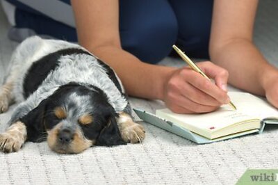 How to Care for a Sick Puppy