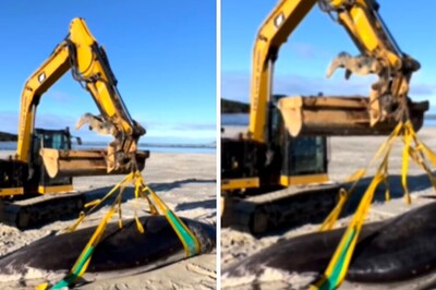 World's Rarest Spade-Toothed Whale Found Dead On New Zealand Beach