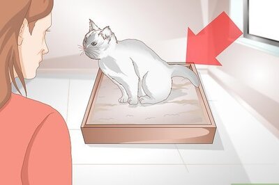 How to Tell if Your Cat Is Constipated