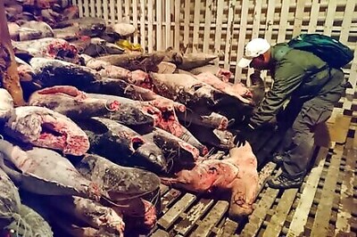 Recent Data Show Chinese Fishing Fleet Still Near Galapagos